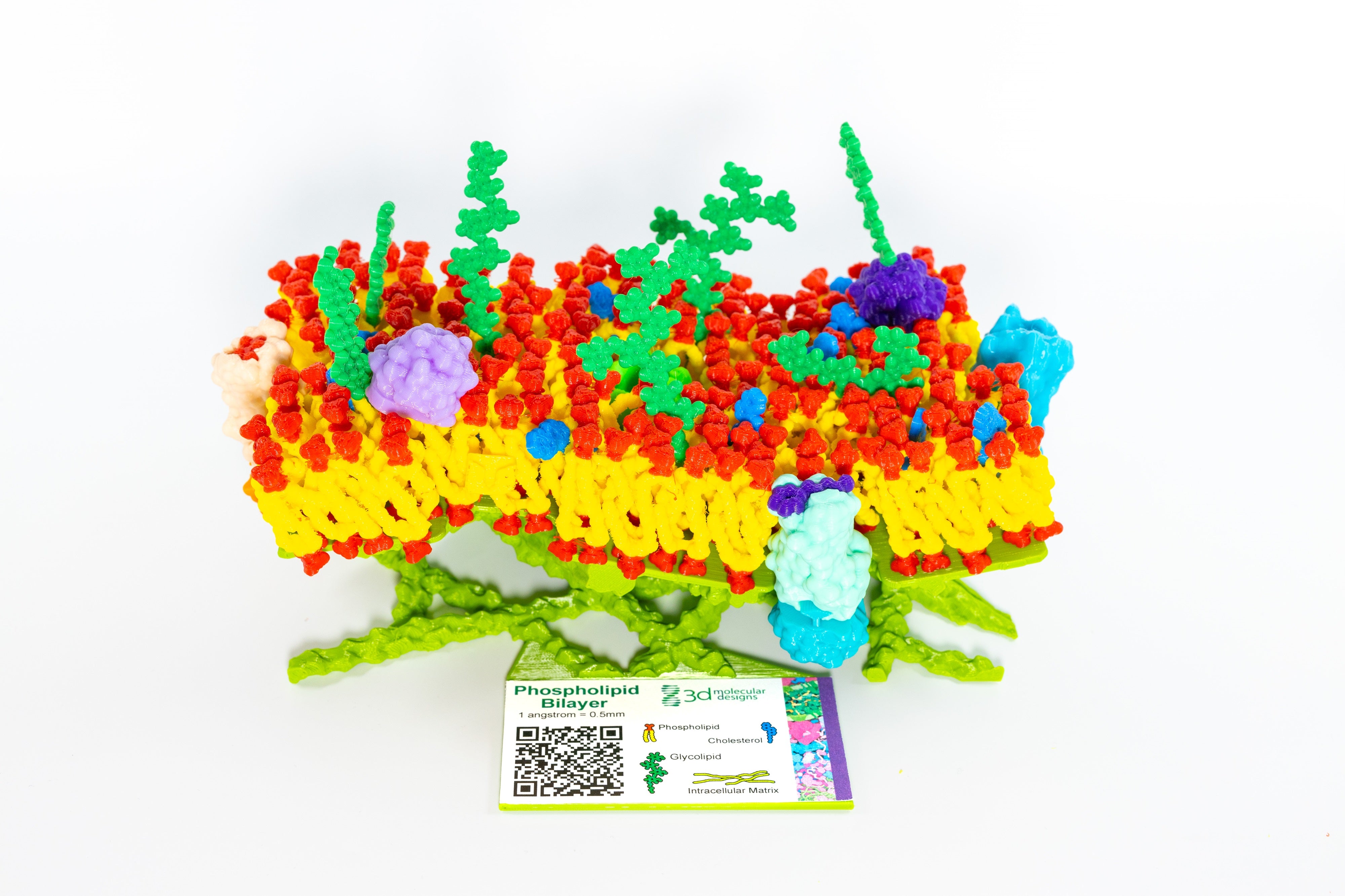 Mosaic Membrane Mighty Model©