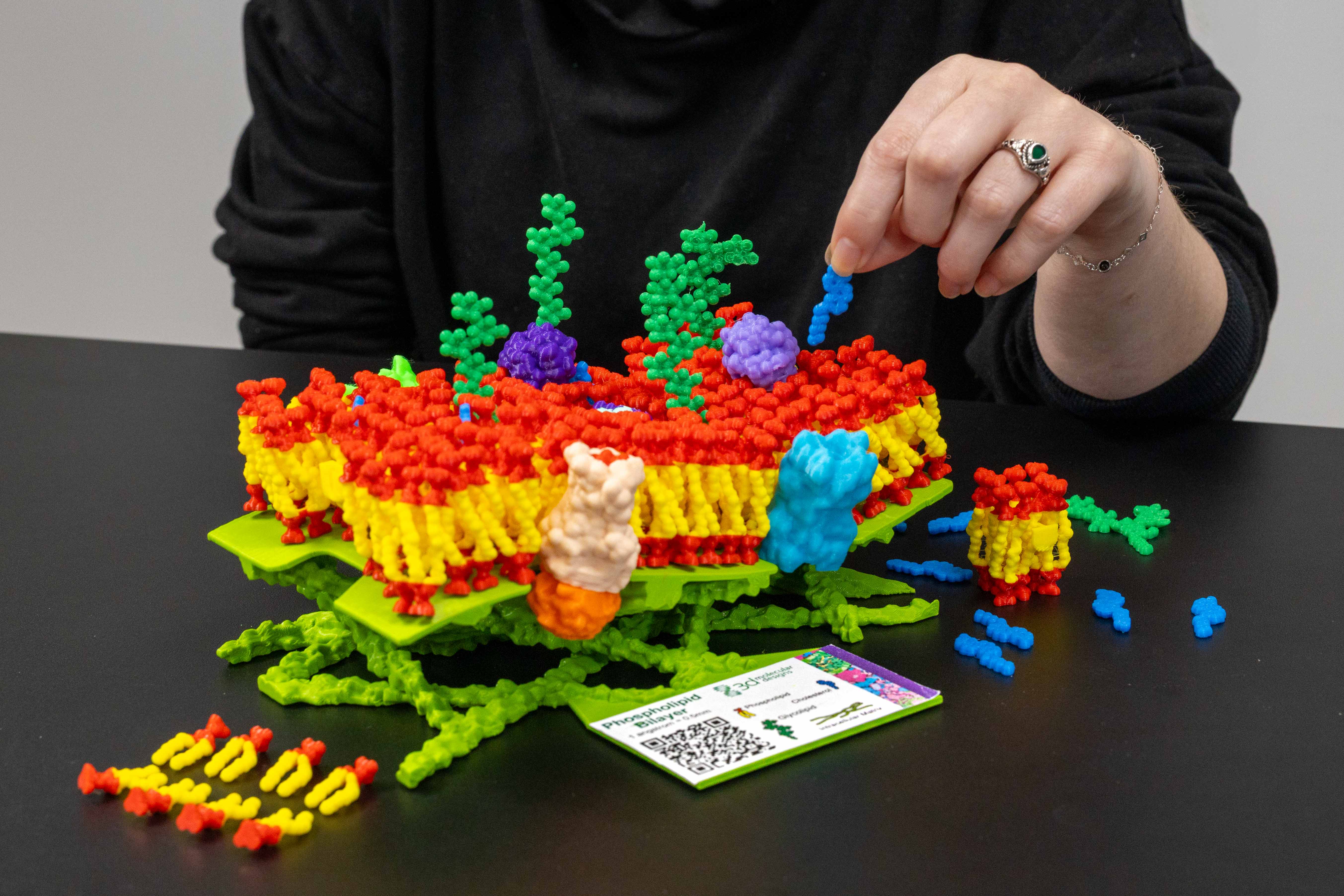 Mosaic Membrane Mighty Model©