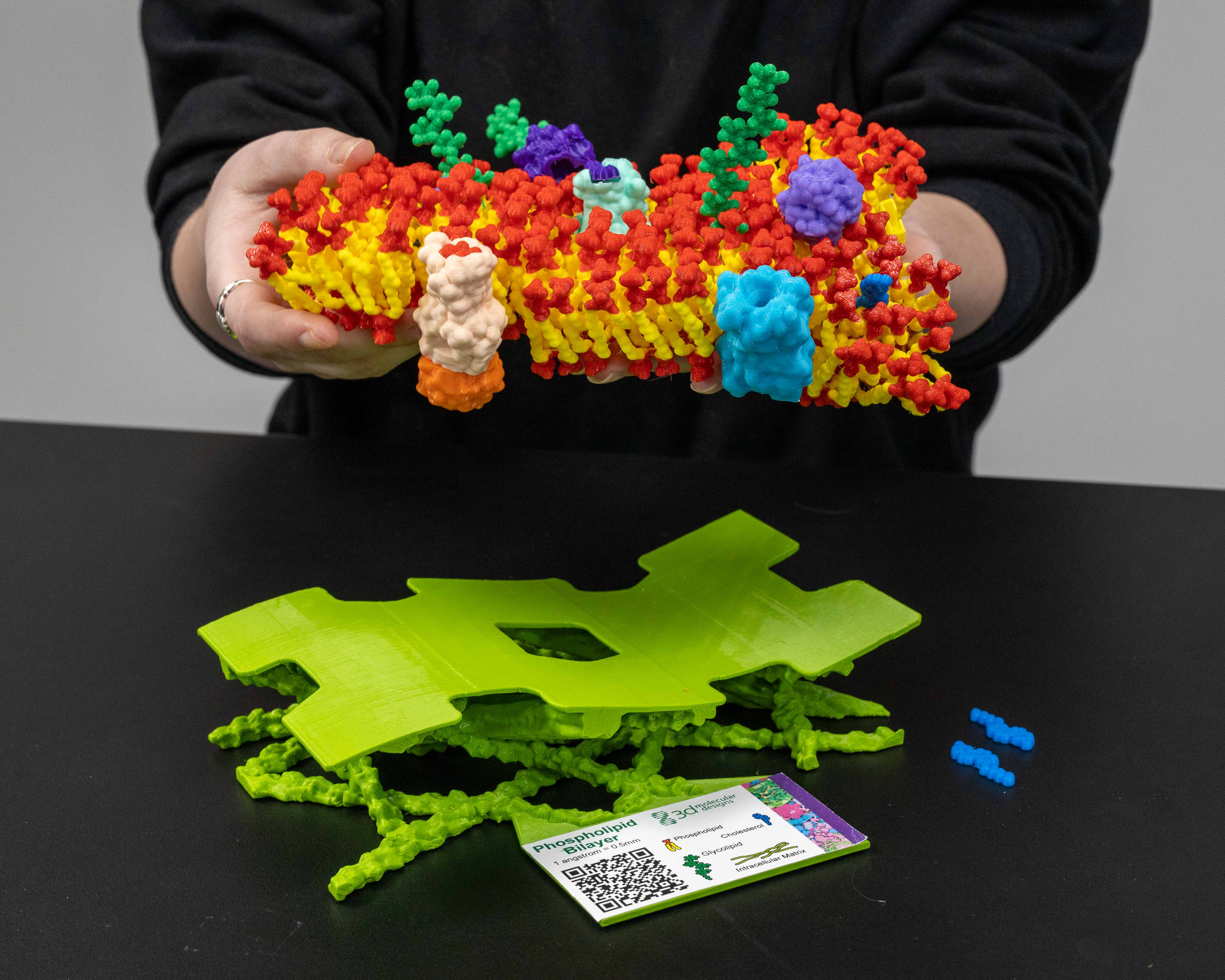 Mosaic Membrane Mighty Model©