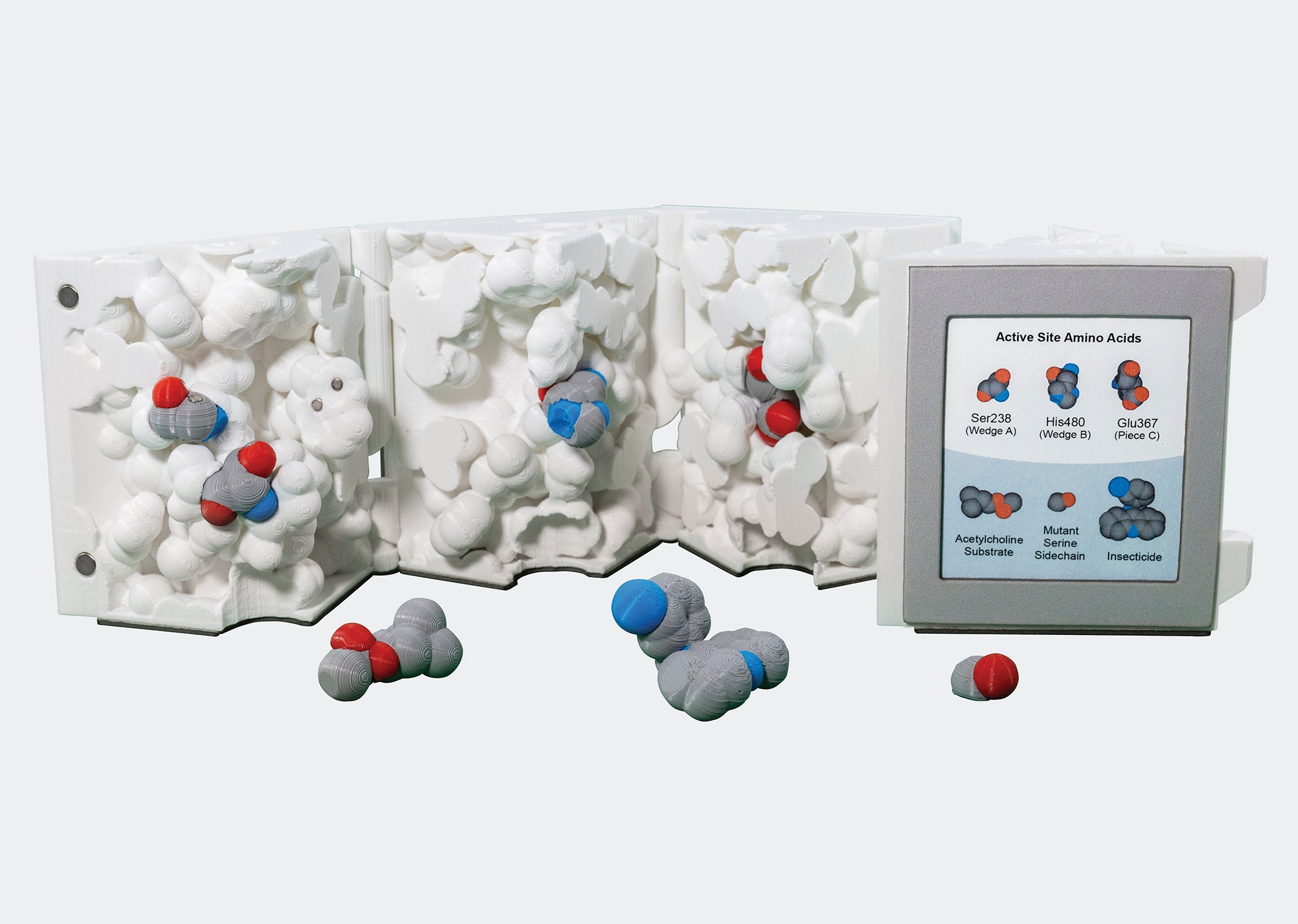 Acetylcholinesterase Active Site Mighty Model©