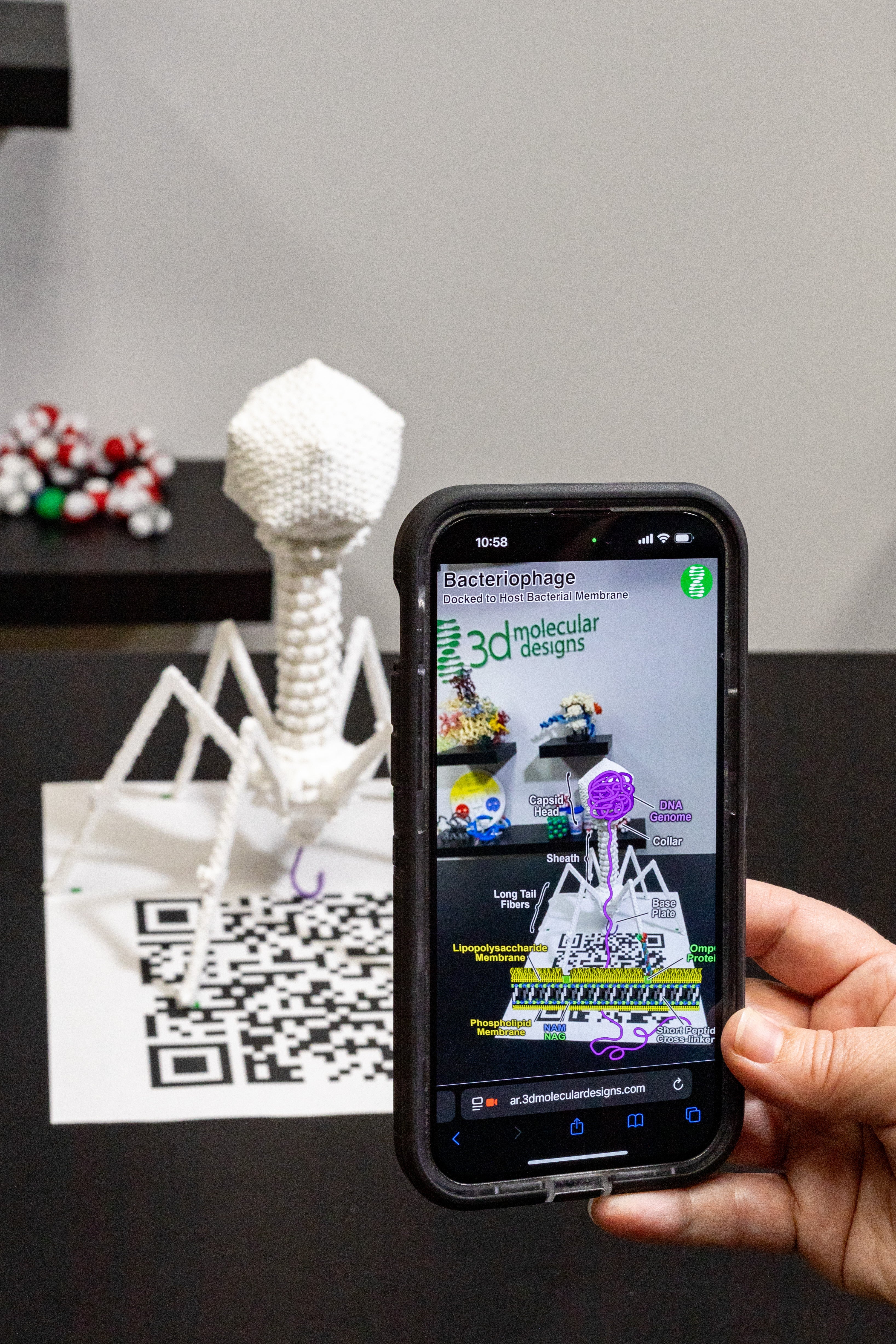 T4 Bacteriophage Mighty Model©