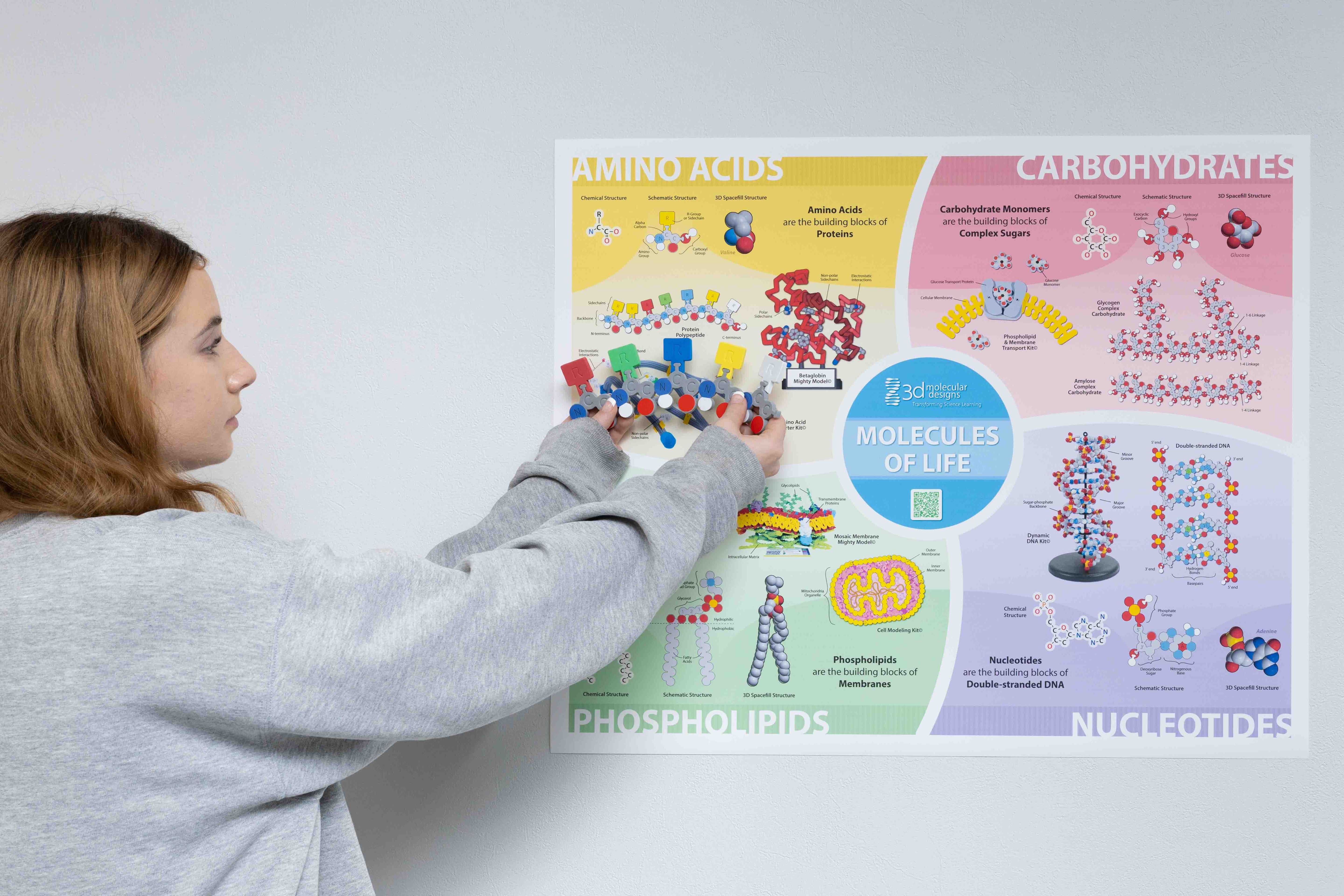 Molecules of Life© Poster