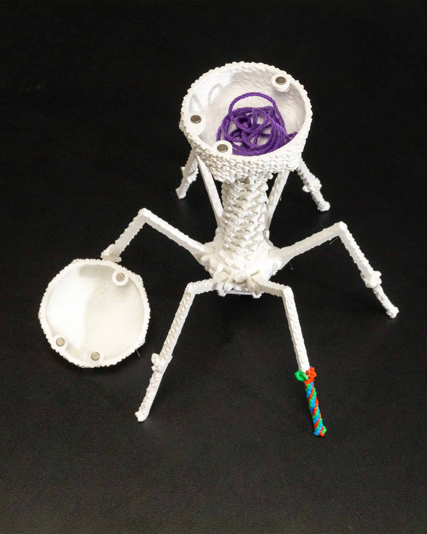 T4 Bacteriophage Mighty Model©