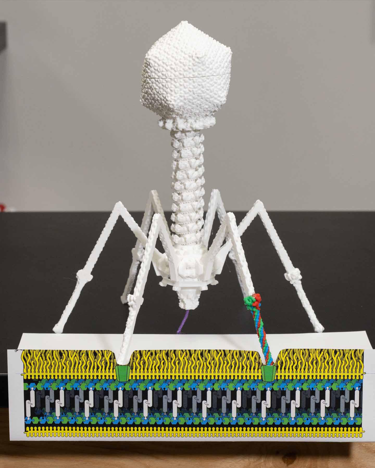 T4 Bacteriophage Mighty Model©