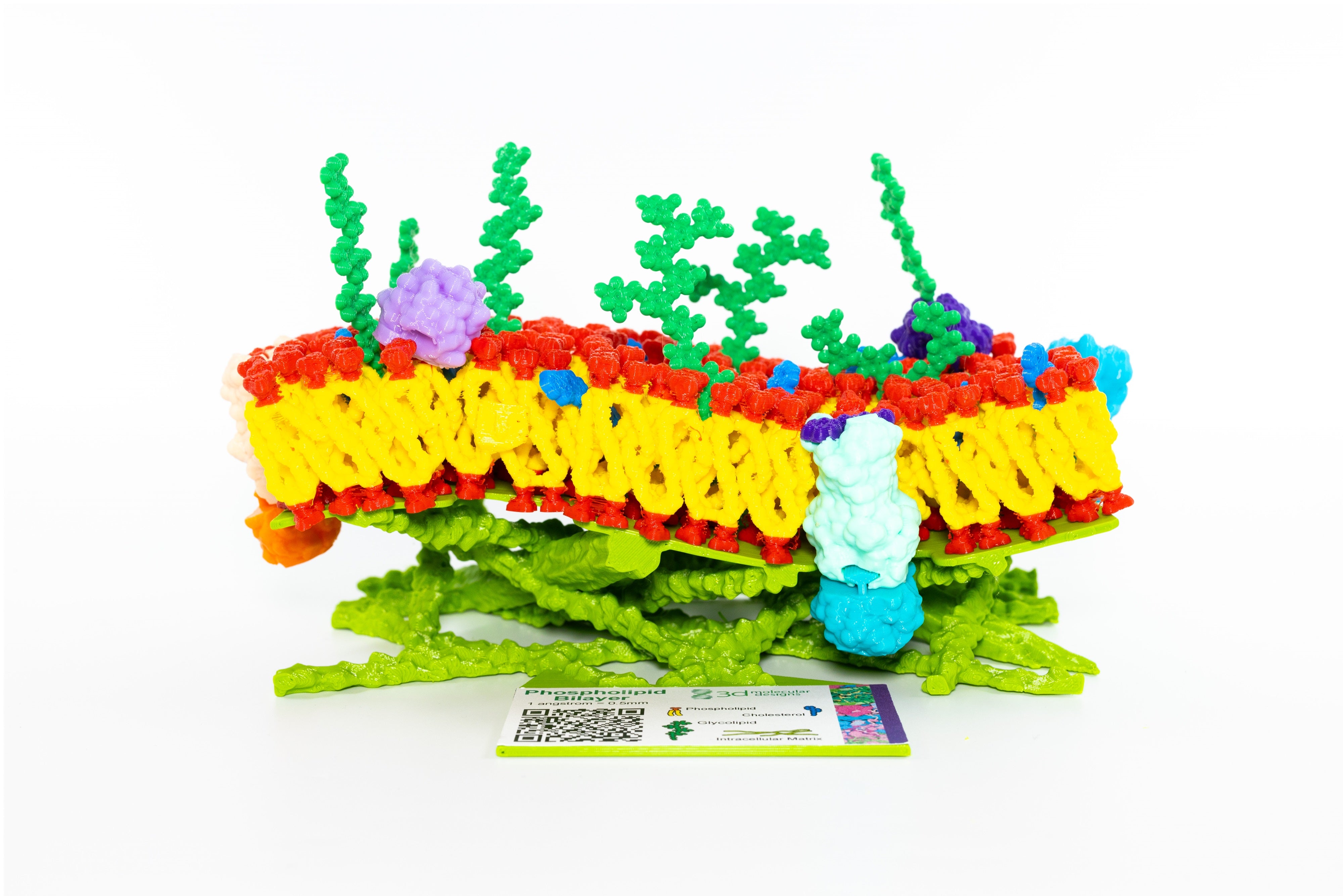 Mosaic Membrane Mighty Model©