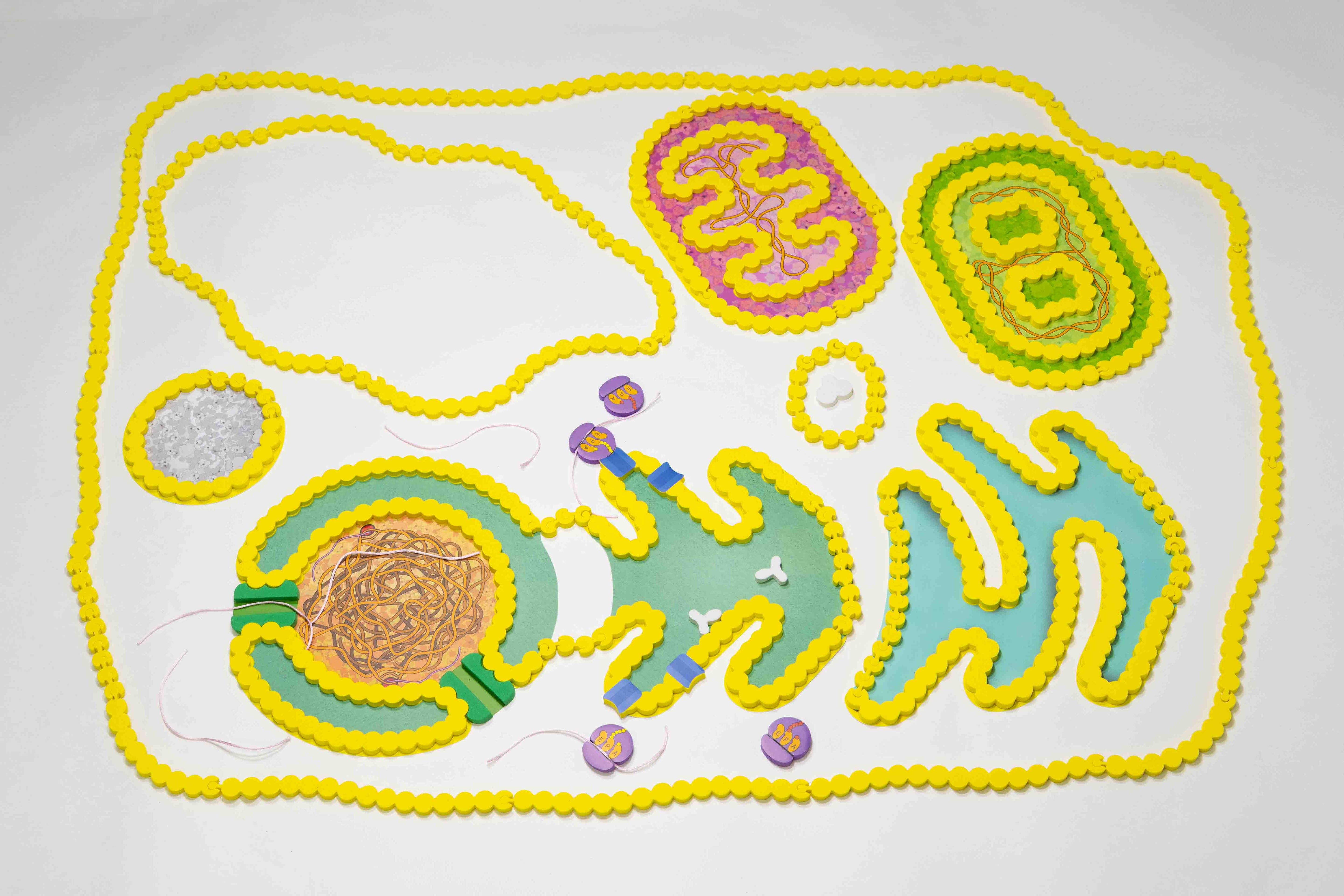 Cell Modeling Kit©