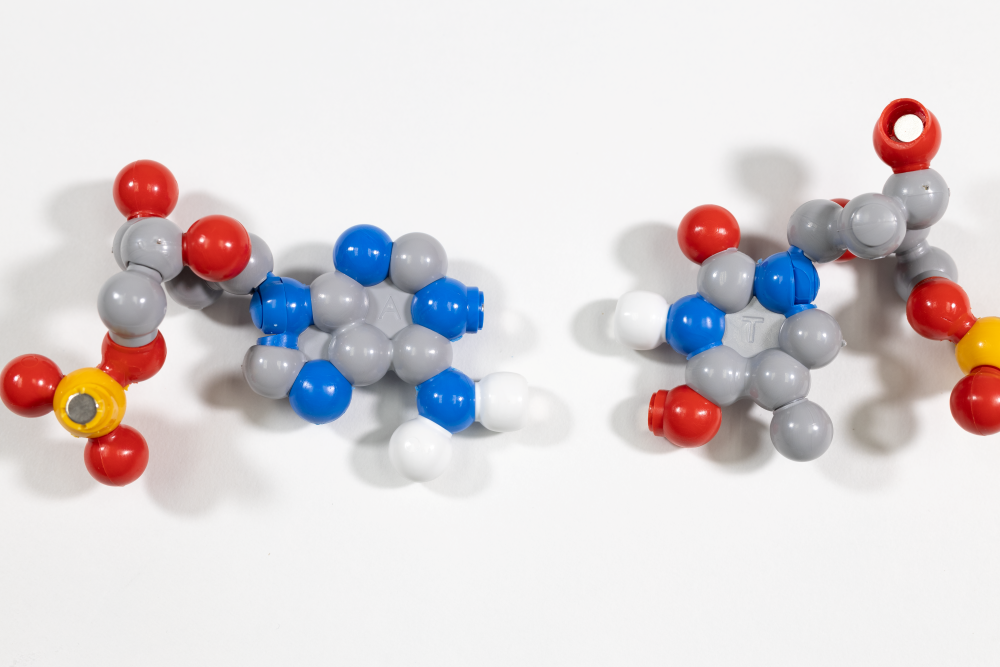 Dynamic DNA Kit©