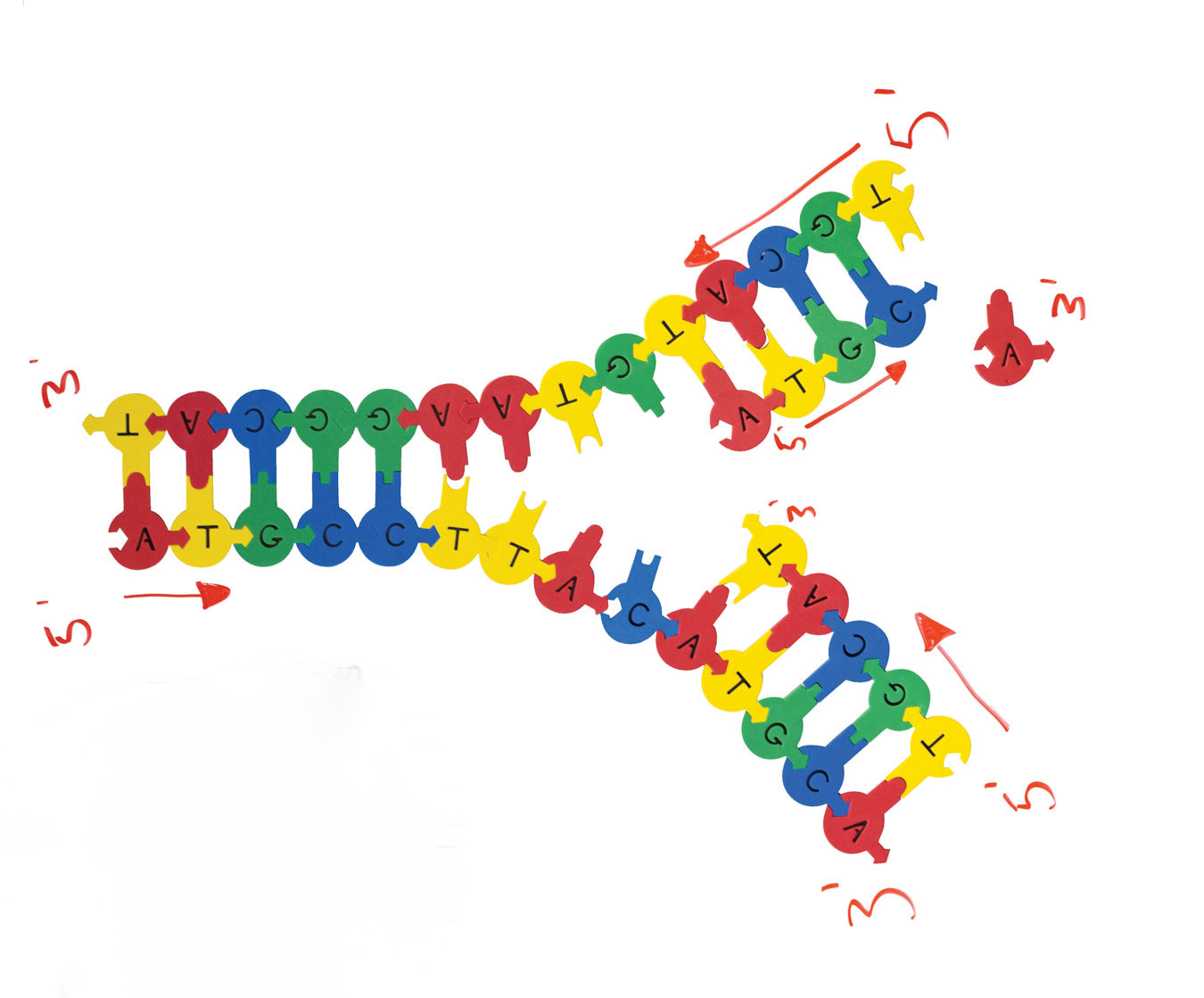 Demo DNA Nucleotides©