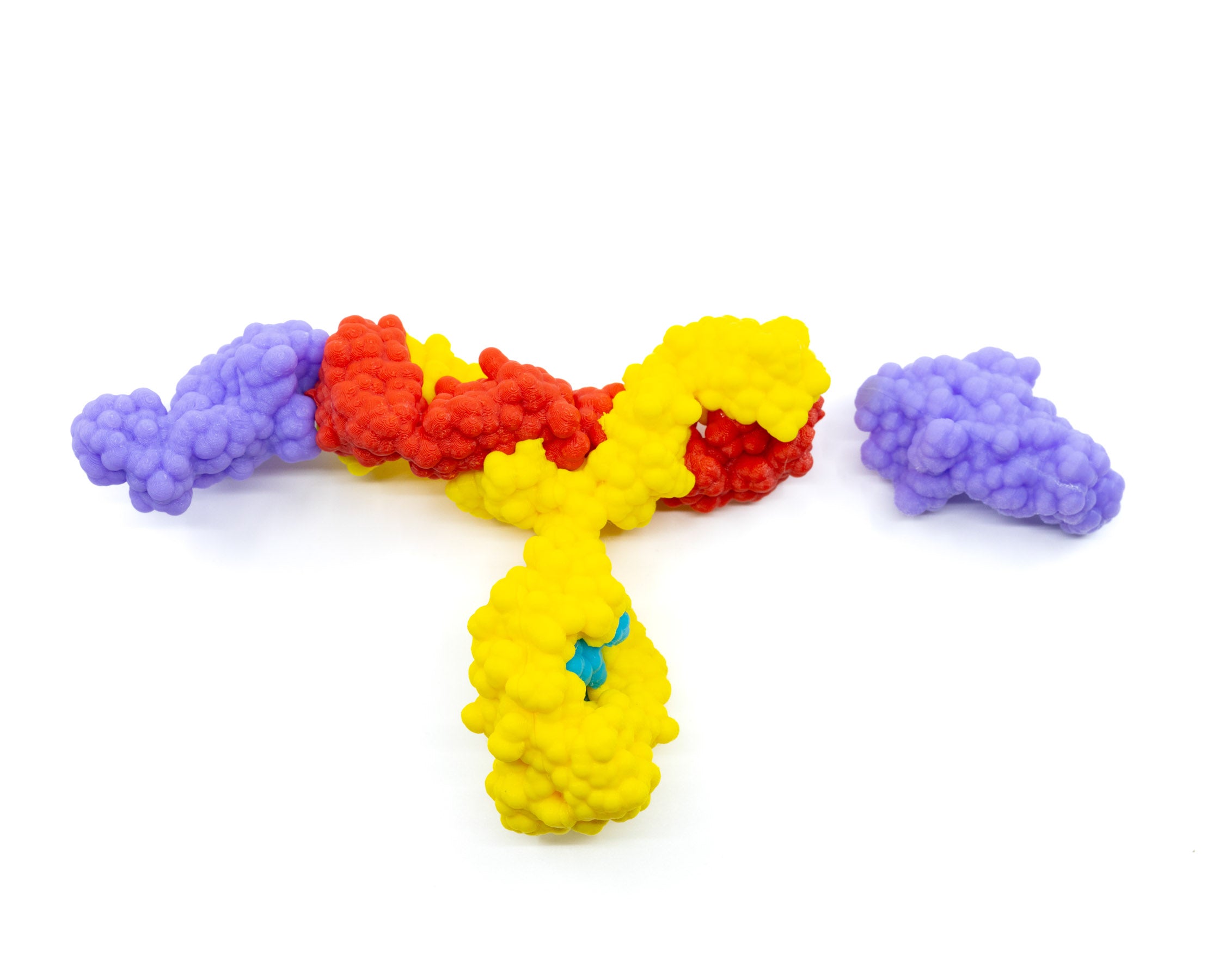 Antibody and Antigen Models©