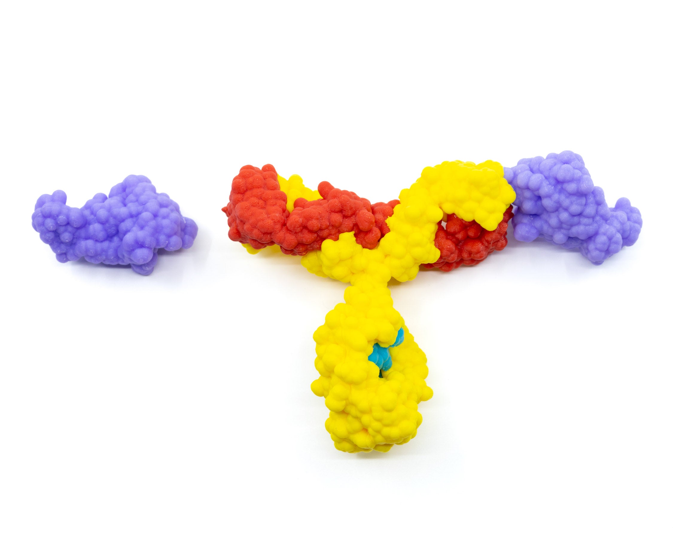 Antibody and Antigen Models©