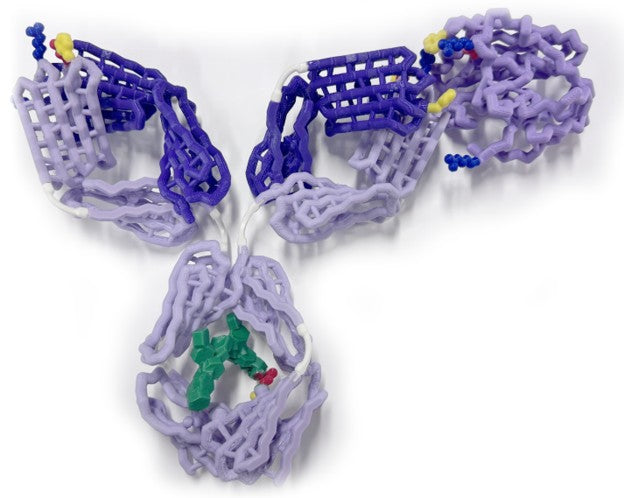 Antibody Mighty Model©