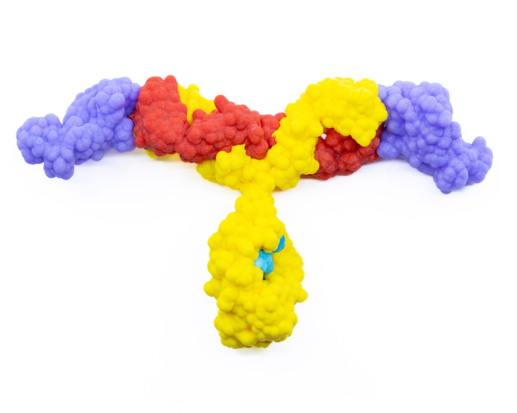 Antibody and Antigen Models©