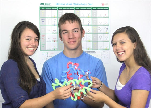 ß-Globin Folding Kit©