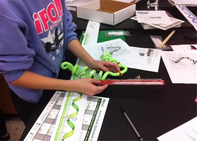 ß-Globin Folding Kit©