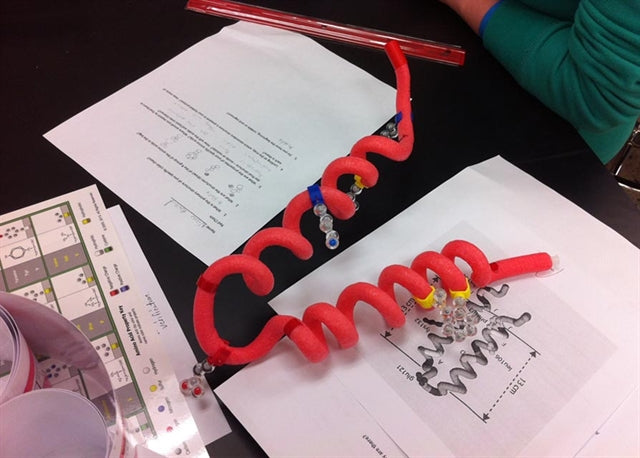 ß-Globin Folding Kit©