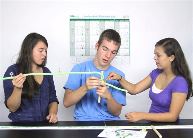 ß-Globin Folding Kit©