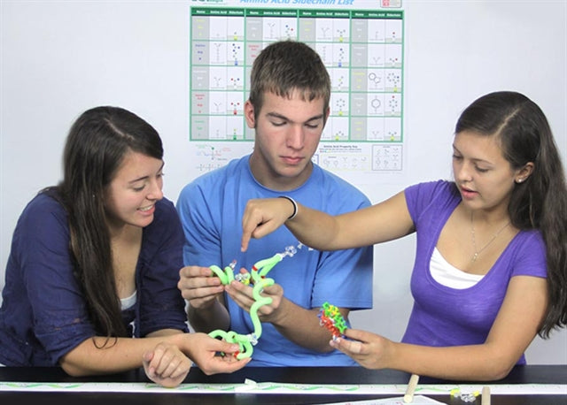 ß-Globin Folding Kit©
