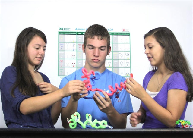 ß-Globin Folding Kit©