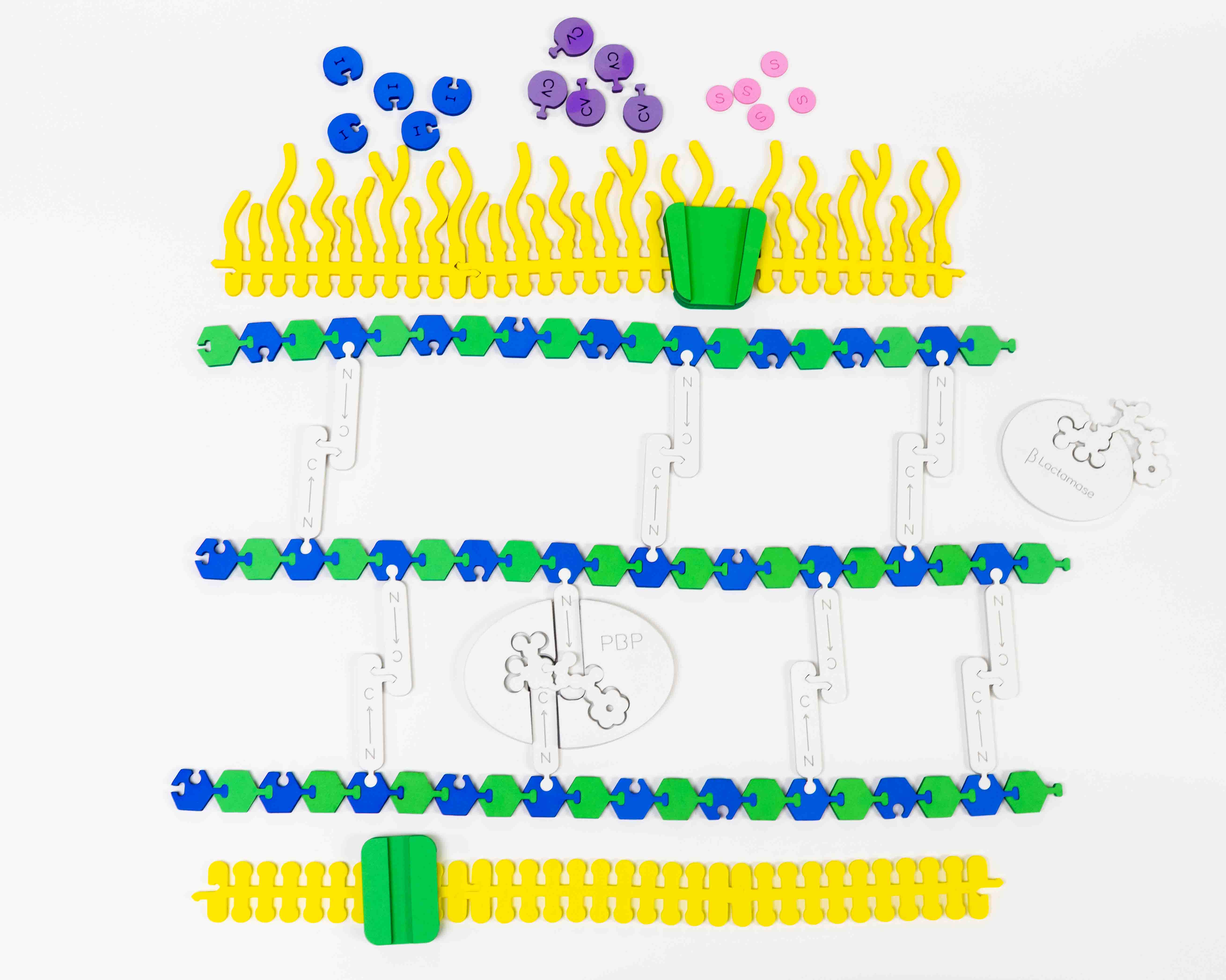 Bacterial Membrane Modeling Kit©