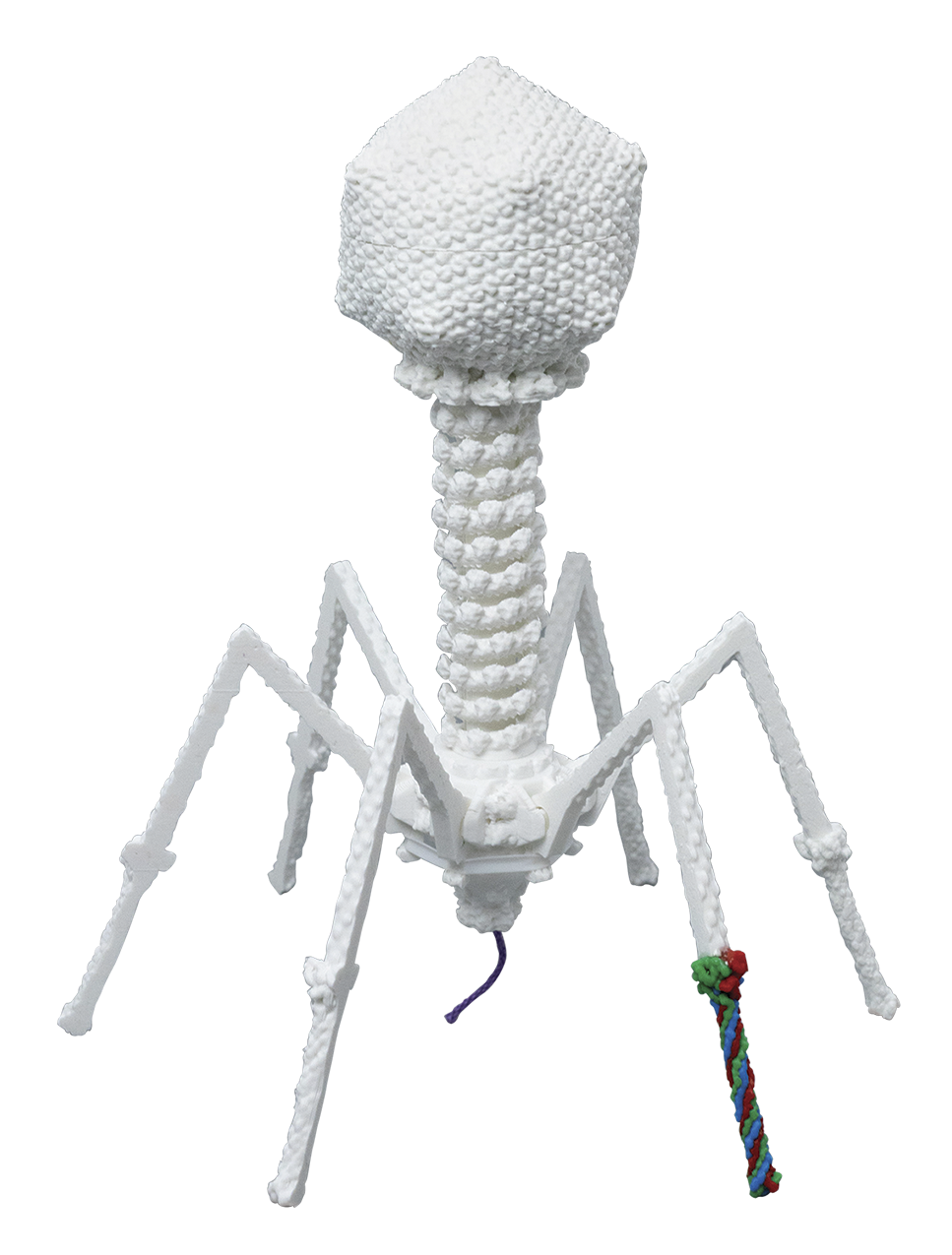T4 Bacteriophage Mighty Model©