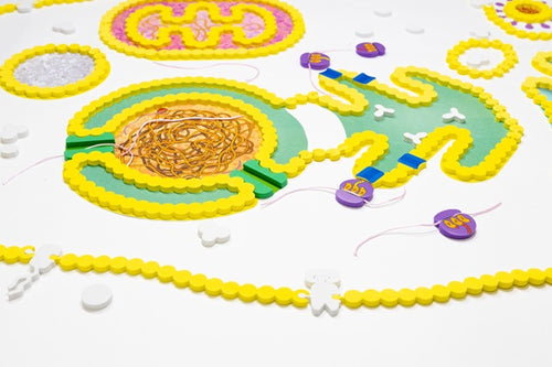 Cell Modeling Kit©