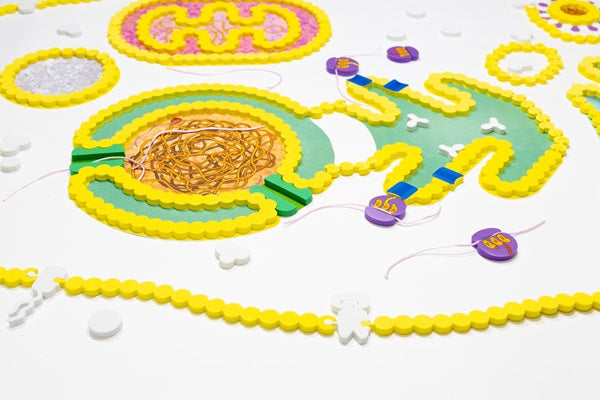 Cell Modeling Kit©