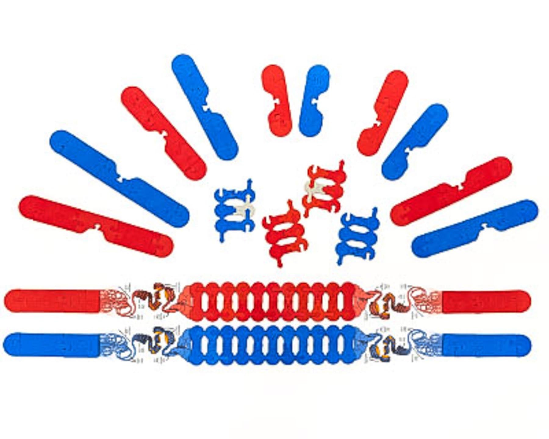 Chromosome Connections Kit©