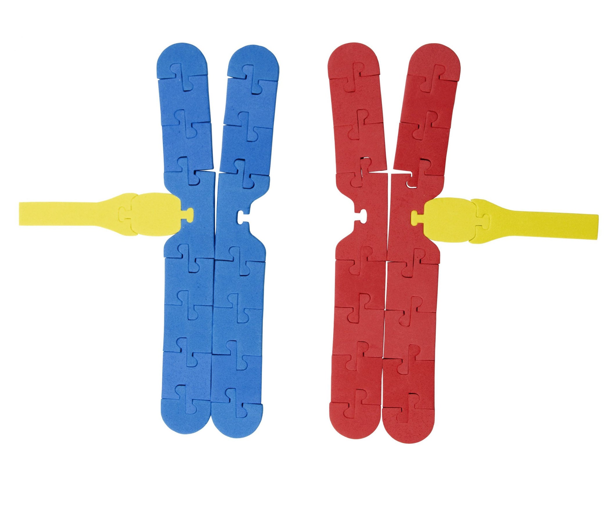 Chromosome Connections Kit©