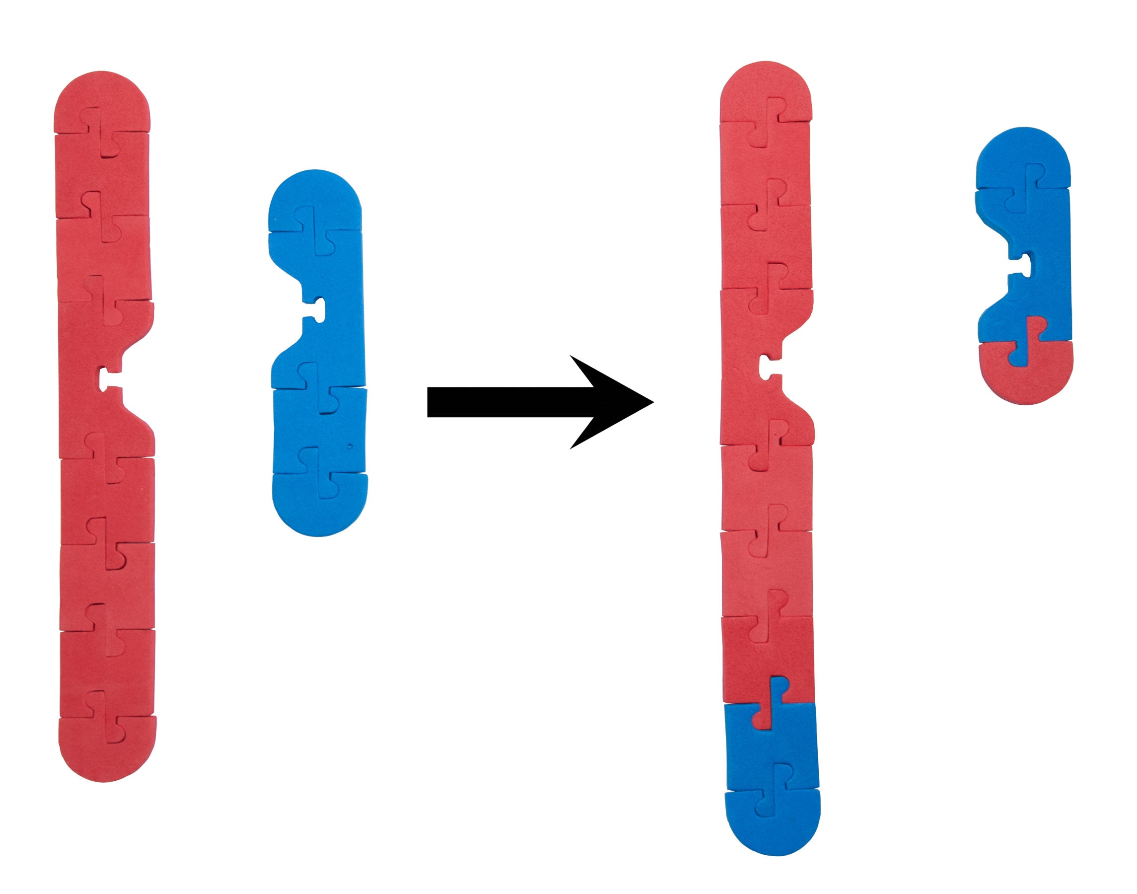 Chromosome Connections Kit©