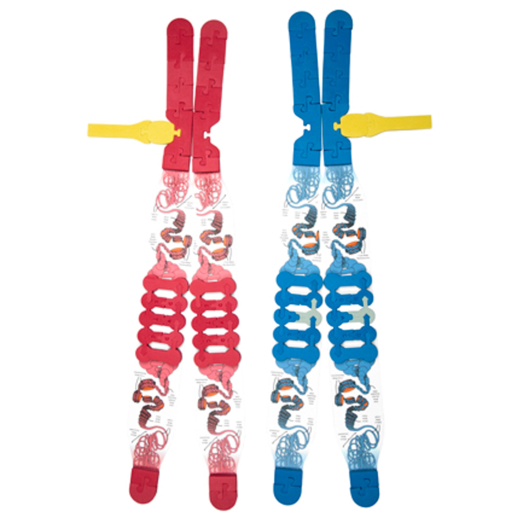 Chromosome Connections Kit©