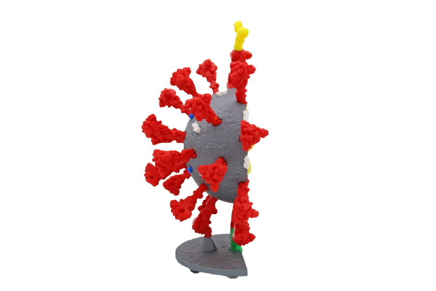 Coronavirus Models©
