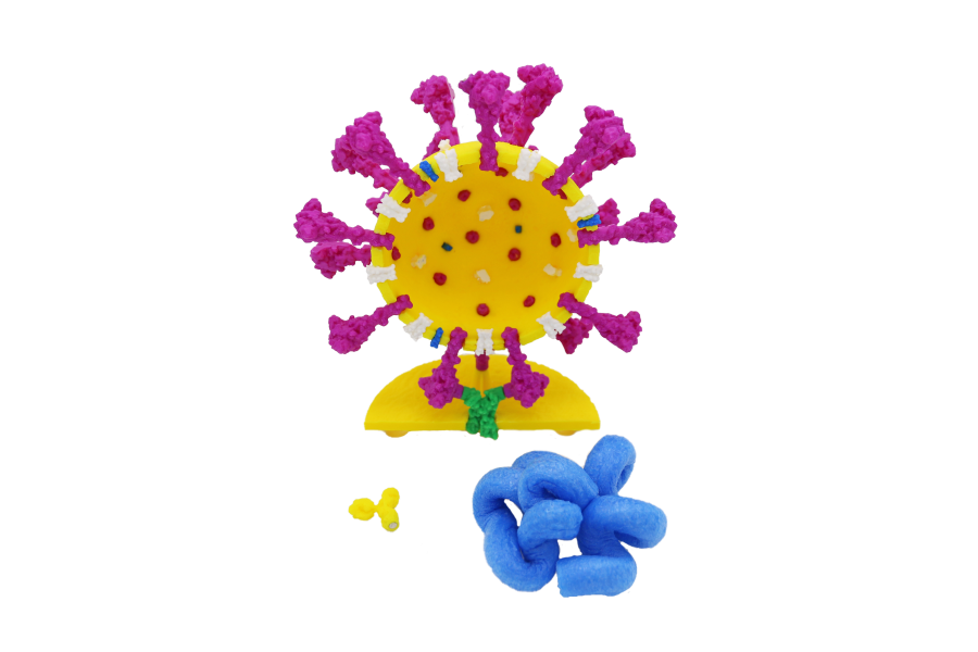 Coronavirus Models©