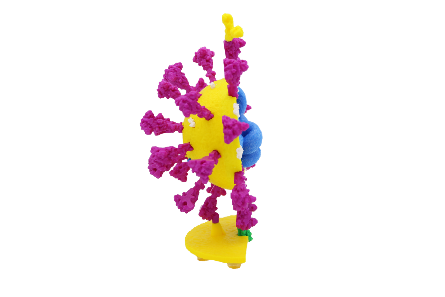Coronavirus Models©
