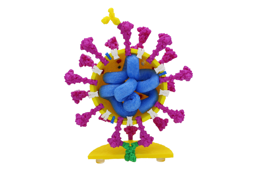 Coronavirus Models©