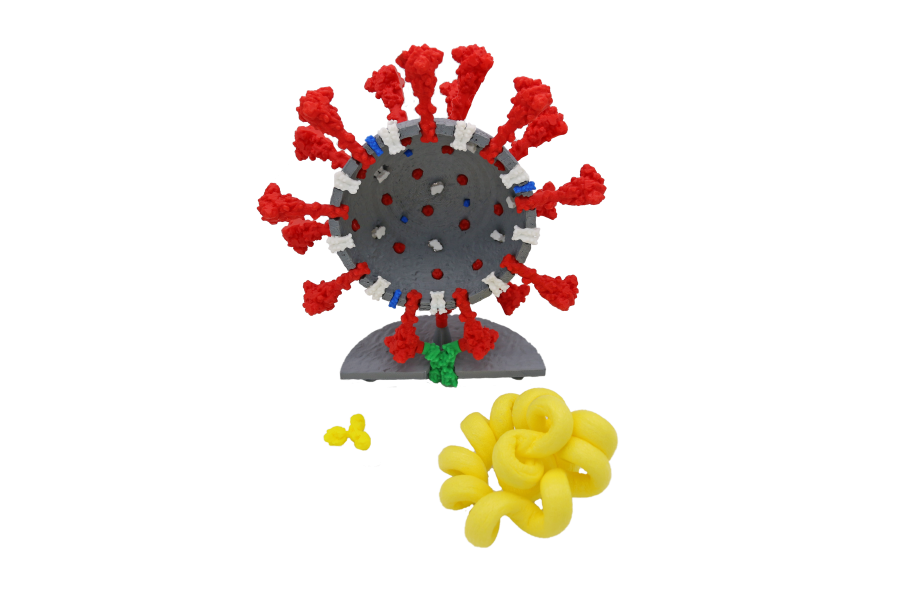 Coronavirus Models©