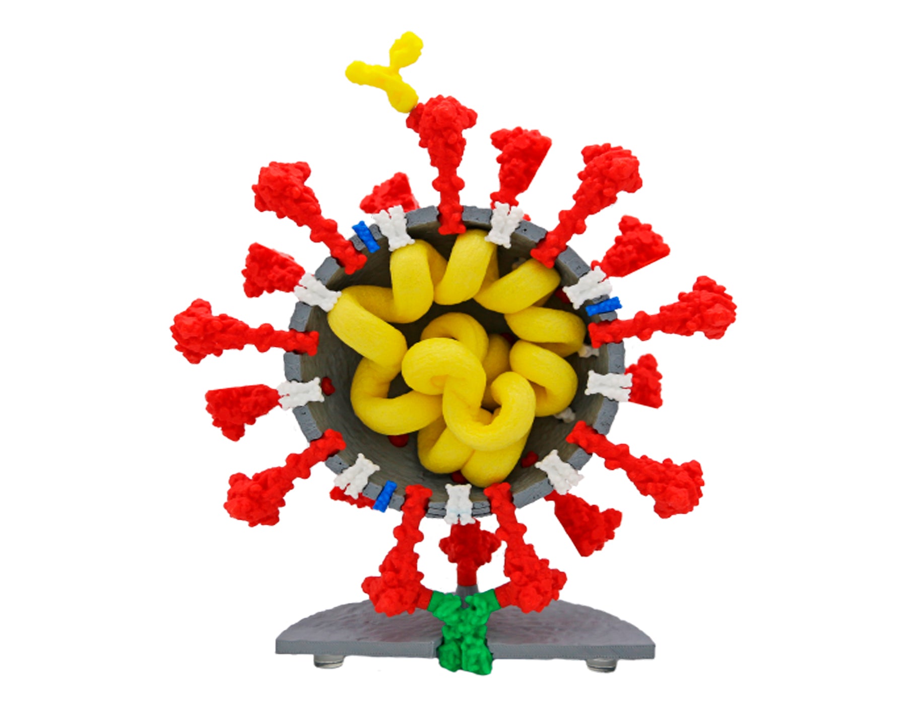 Coronavirus Models©