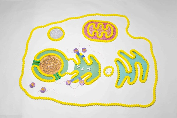 Cell Modeling Kit©