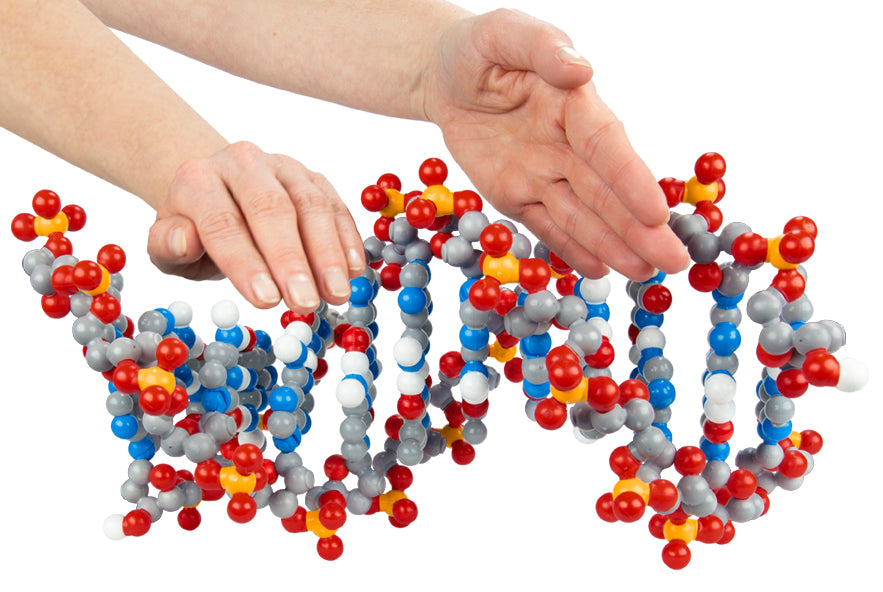 Dynamic DNA Kit©