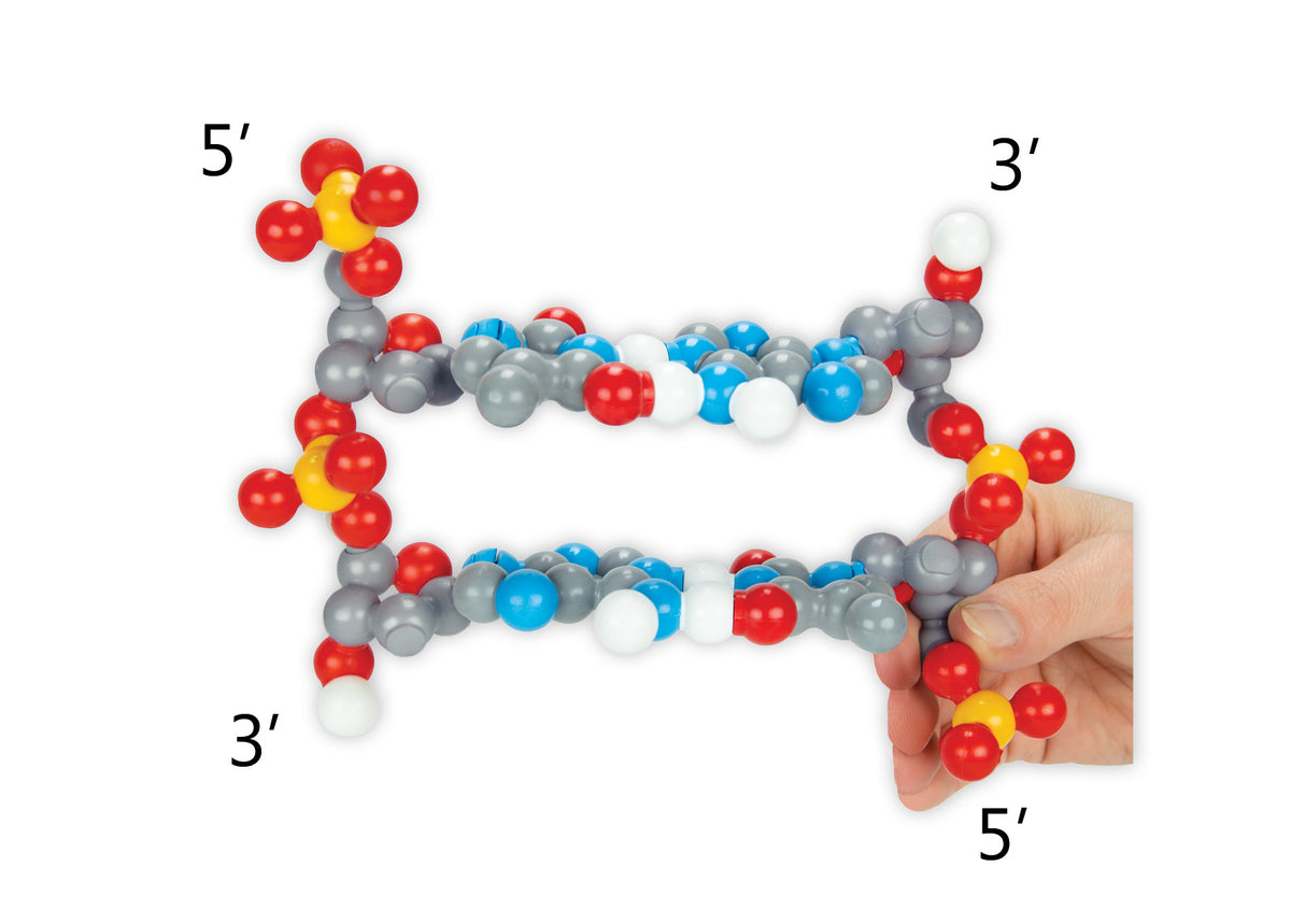 Dynamic Dna Dynamic DNA Kit©