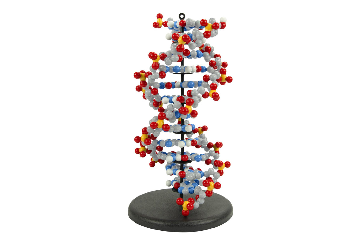 Dynamic Dna Dynamic DNA Kit©