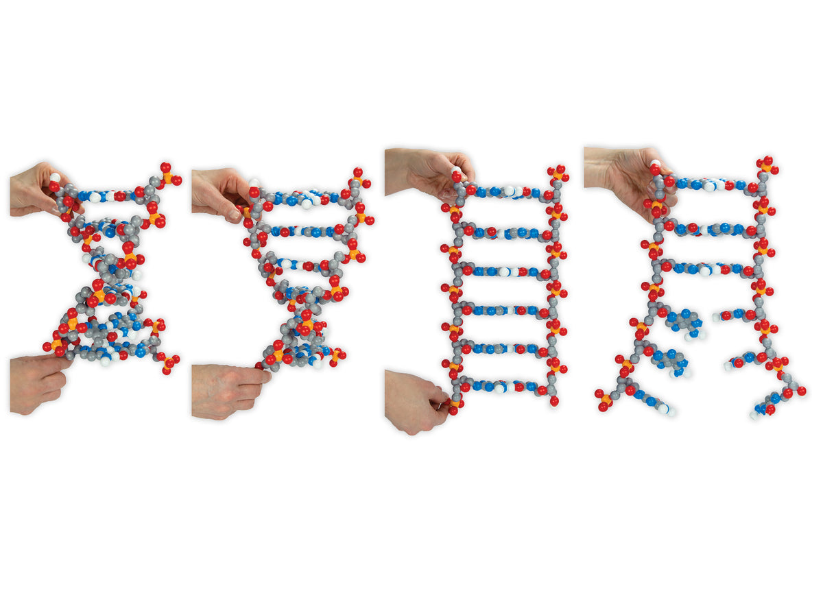 Dynamic Dna Dynamic DNA Kit©