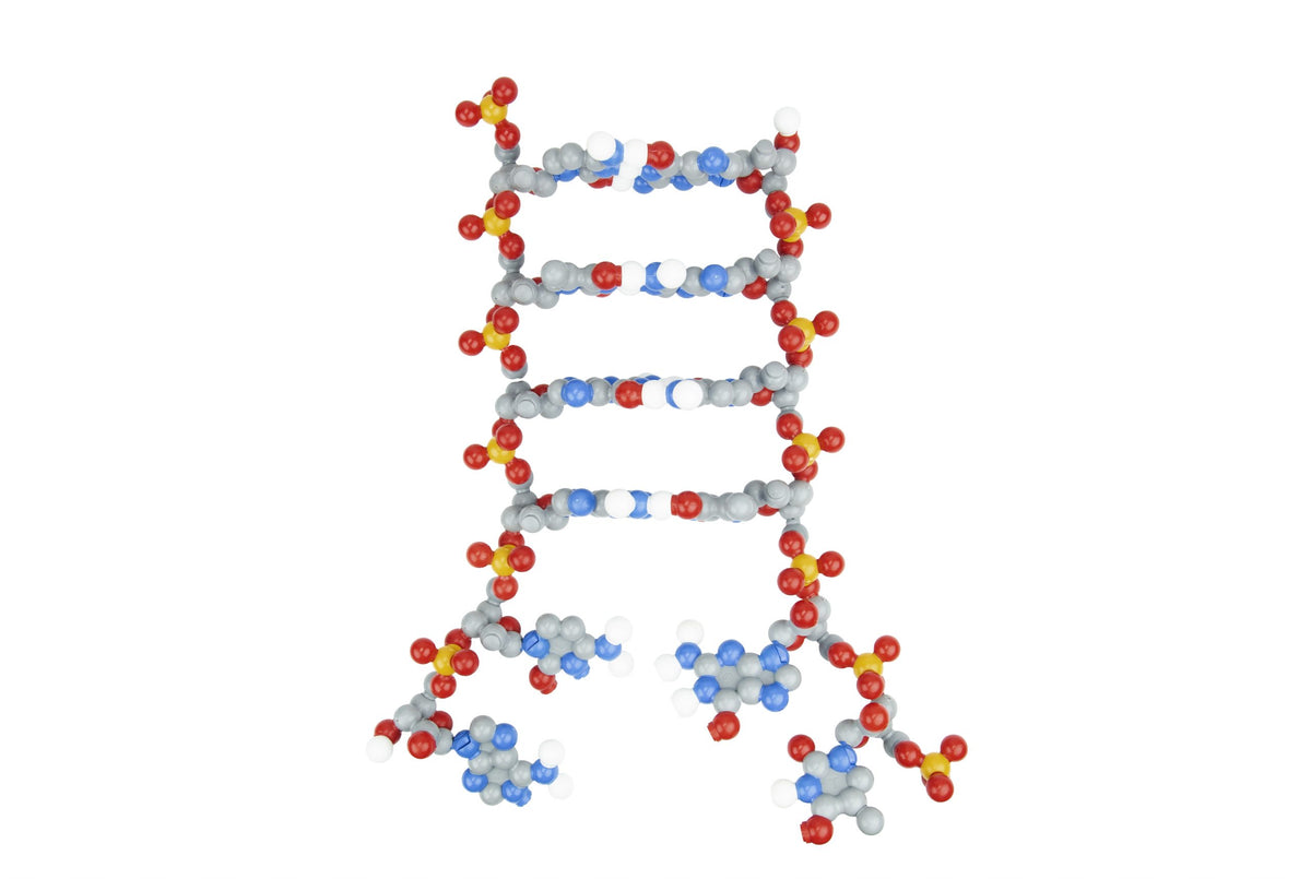 Dynamic Dna Dynamic DNA Kit©