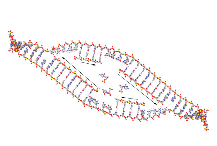 Dynamic DNA Kit©