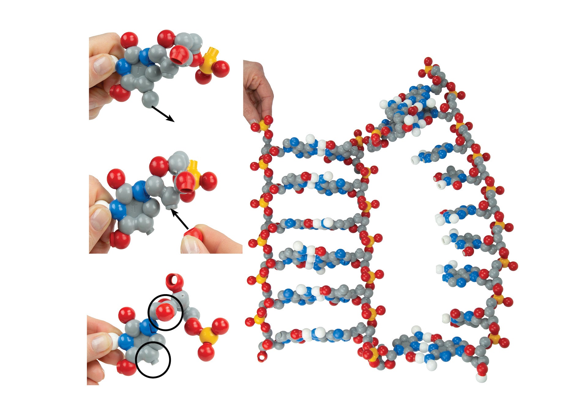 Dynamic DNA Kit©
