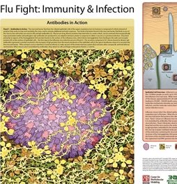Flu Fight: Immunity & Infection©