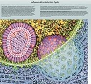 Flu Fight: Immunity & Infection©