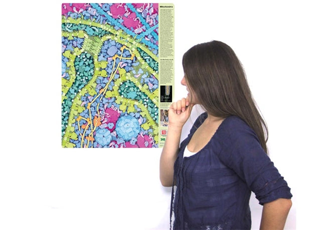 Mitochondria Poster©