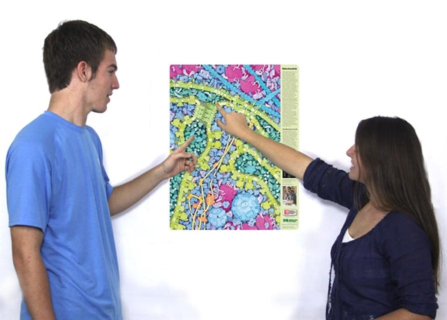 Mitochondria Poster©