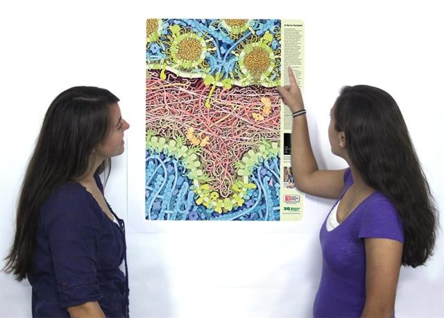 Neuromuscular Synapse Poster©