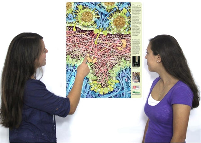 Neuromuscular Synapse Poster©